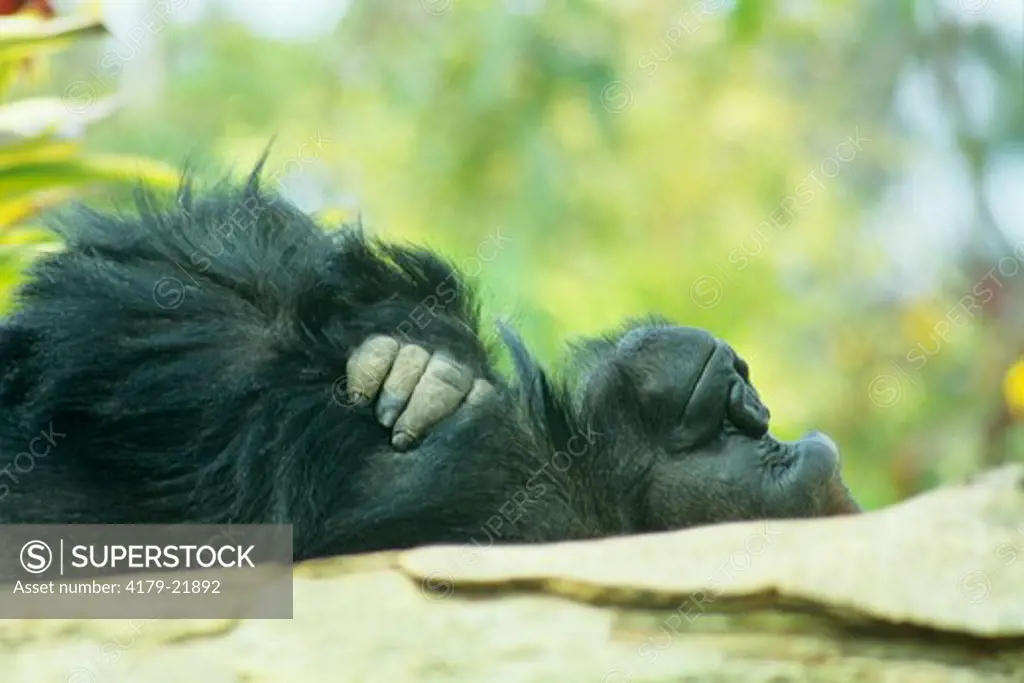 Captive Western Lowland Gorilla lies on its back, San Diego Zoo, California.
