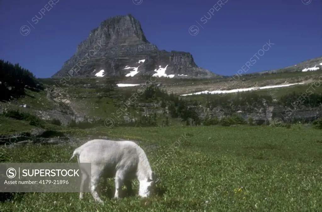 Mountain Goat (Oreamnos americanus) Glacier Park/Montana