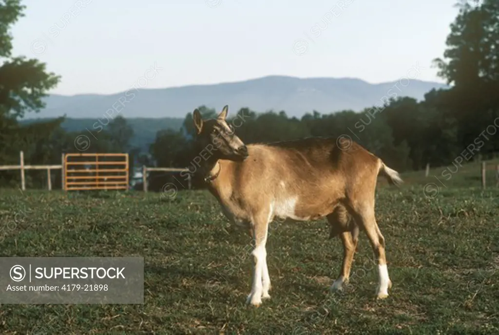 Alpine Goat w/Catskills Mtns. Hudson Valley