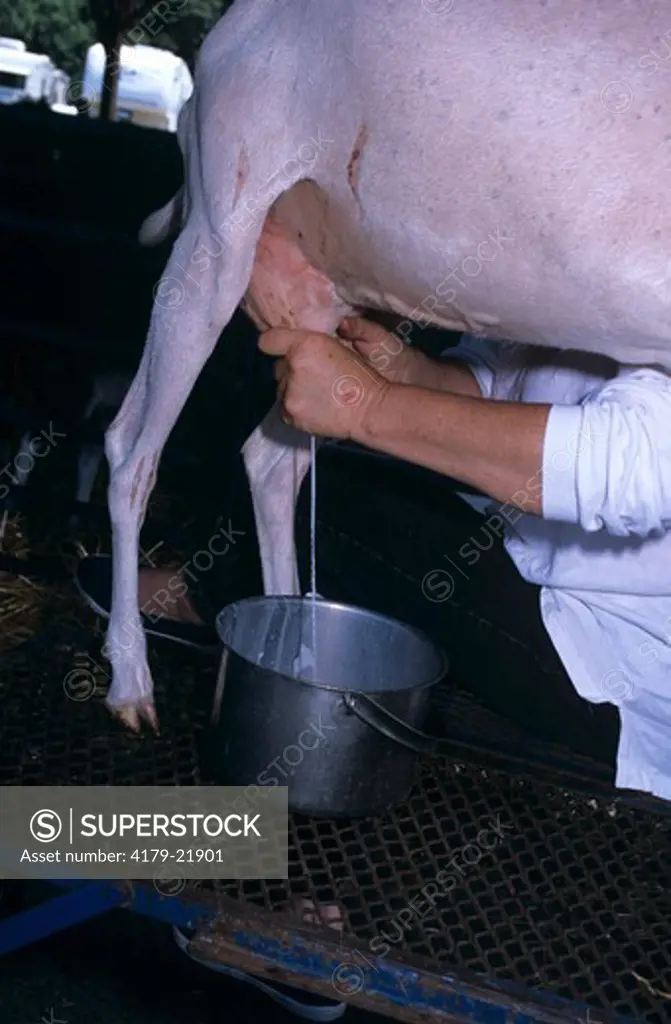 Domestic Goat being milked by Hand, Dutchess County Fair, NY State