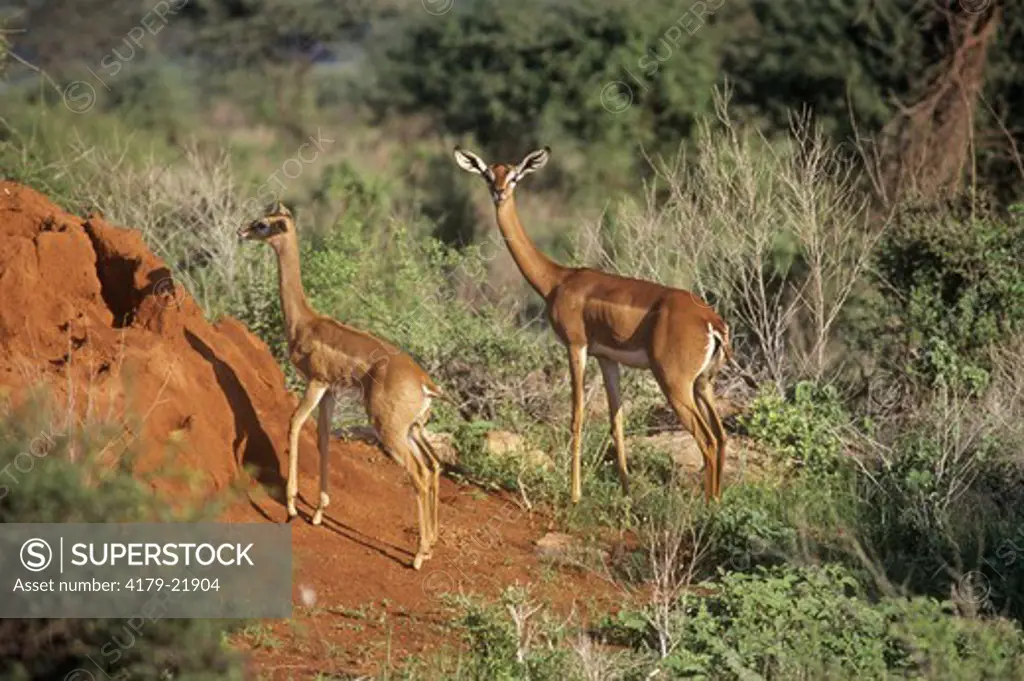 Gerenuk and Young at Termite Mound (Litocranius walleri), Samburu, Kenya