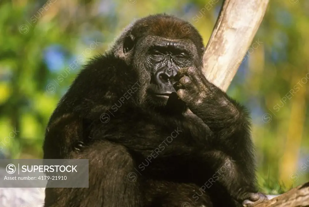 Lowland Gorilla (Gorilla g. gorilla) Young San Diego Zoo, California