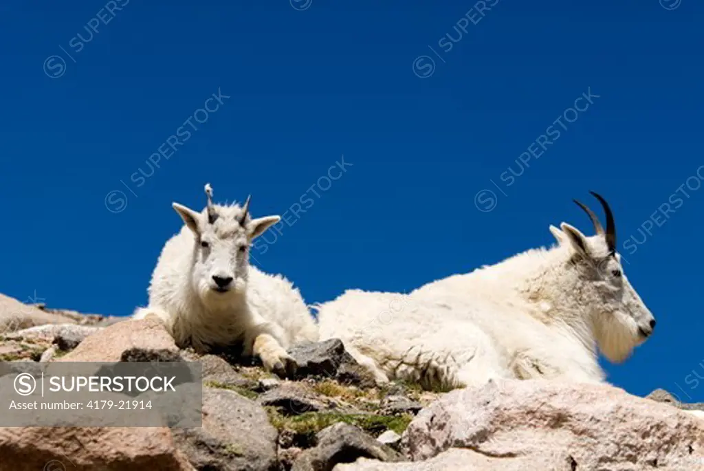 Mountain Goats (Oreamnos americanus) Mount Evans Scenic Byway, Colorado, June 2006