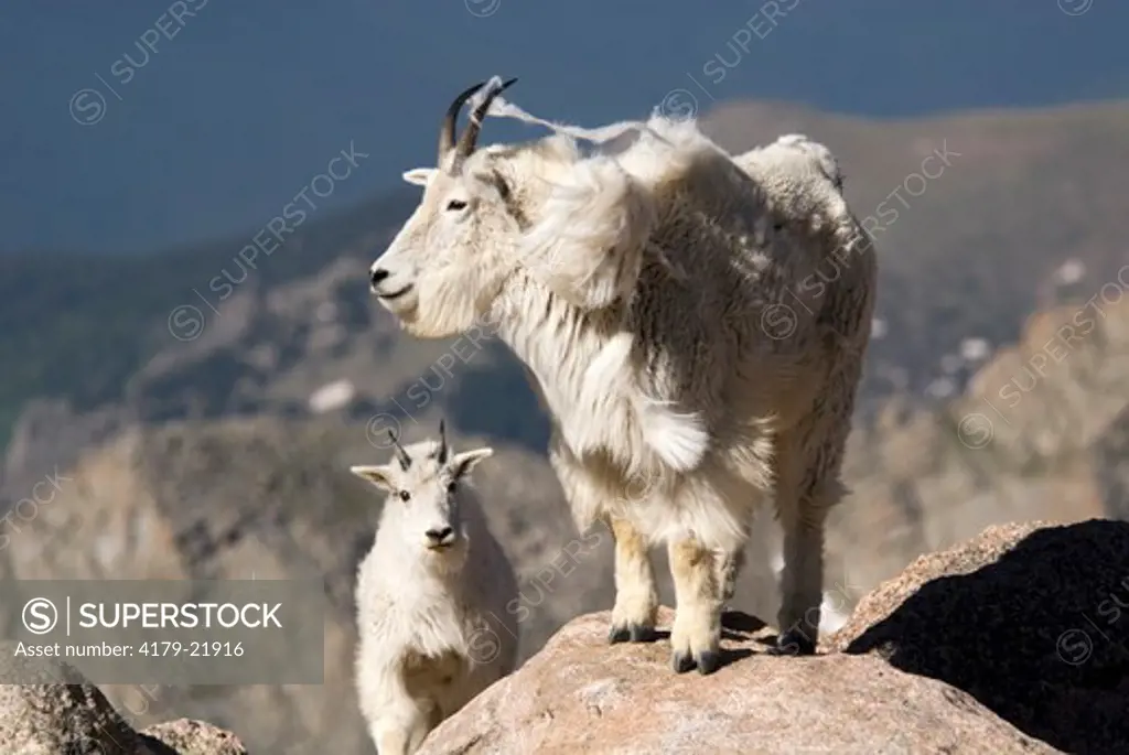 Mountain Goats, nanny and yearling, (Oreamnos americanus), Mt. Evans Scenic Byway, Colorado, June 2006
