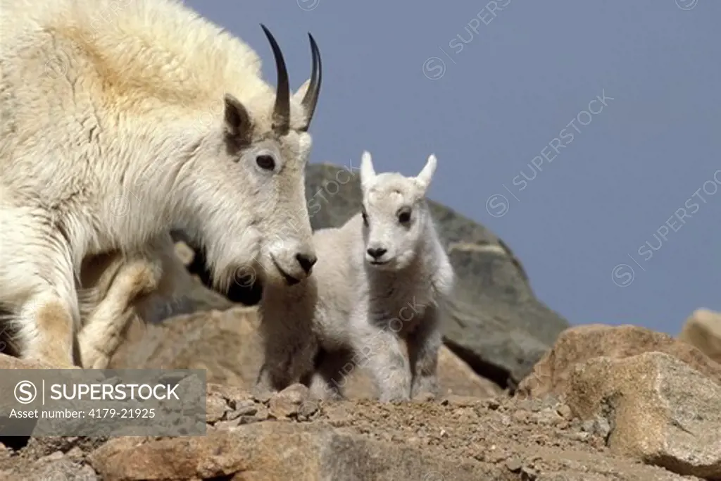 Mountain Goats, mother & kid (Oreamnos americanus) Mt. Evans, Colorado