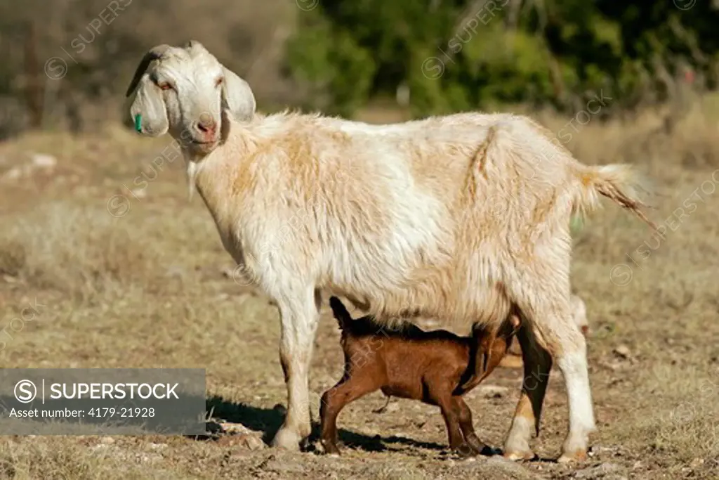 Part-Boer nanny goat and nursing kid. Kimble County, TX, Texas