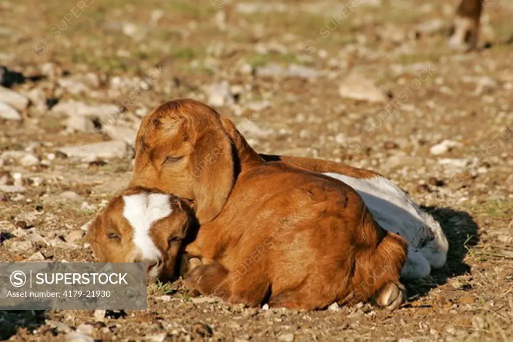 Part-Boer goat kids. Kimble County, TX, Texas
