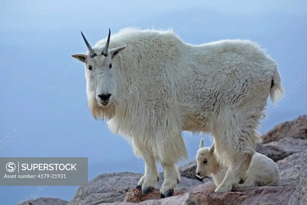 Mountain goats (Oreamnos americanus) nanny & kid.  Mt. Evans, CO