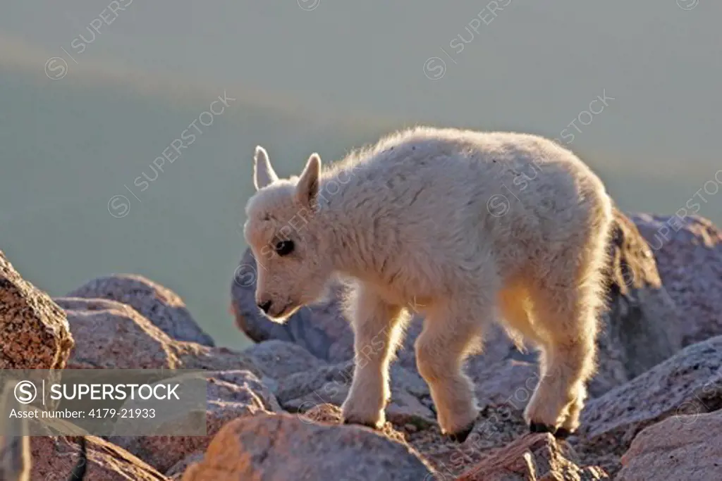 Mountain goat kid (Oreamnos americanus).  Mt. Evans, CO