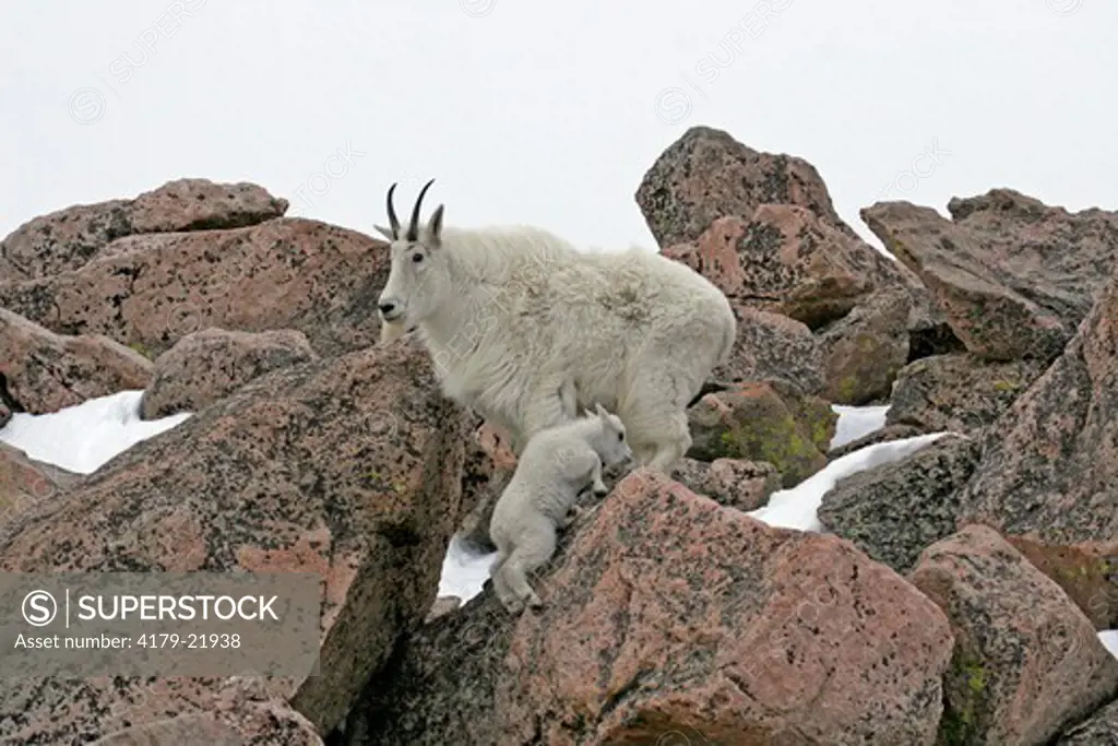 Mountain goat nanny (Oreamnos americanus) watches as kid climbs boulder.  Mt. Evans, CO