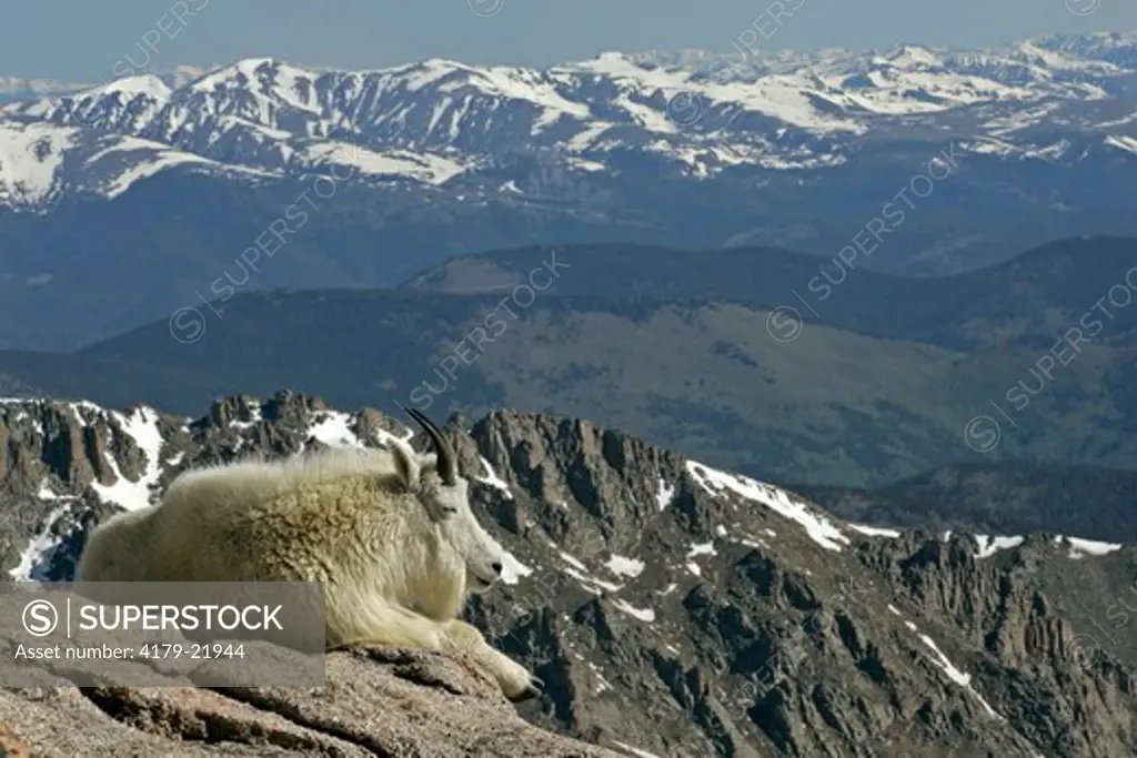 Mountain goat (Oreamnos americanus), Mt. Evans, CO