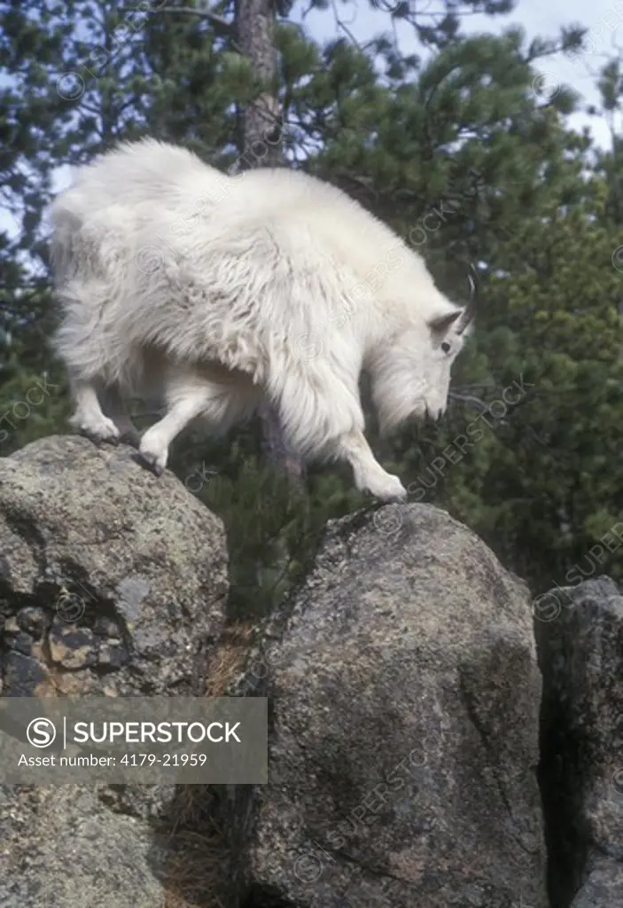 Mountain Goat billy (Oreamnos americanus) Black Hills National Forest, SD
