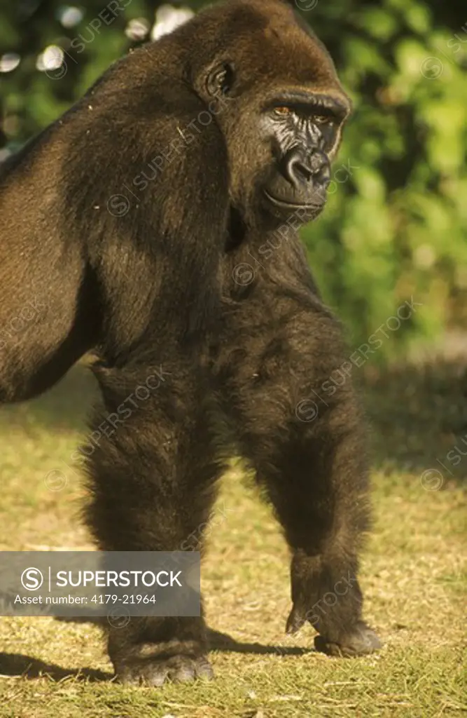 Western Lowland Gorilla (Gorilla gorilla gorilla) Africa, Endangered (USESA), CITES I