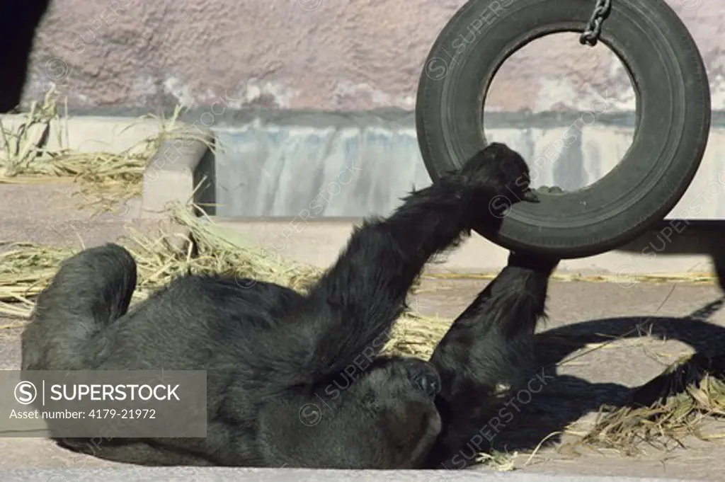 Lowland Gorilla (Gorilla gorilla) Phoenix Zoo/AZ