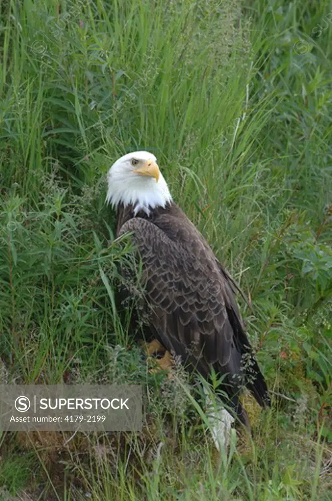 Bald Eagle in grass (Haliaeetus leucocephalus)  McNeil River Sanctuary, Alaska  digital capture