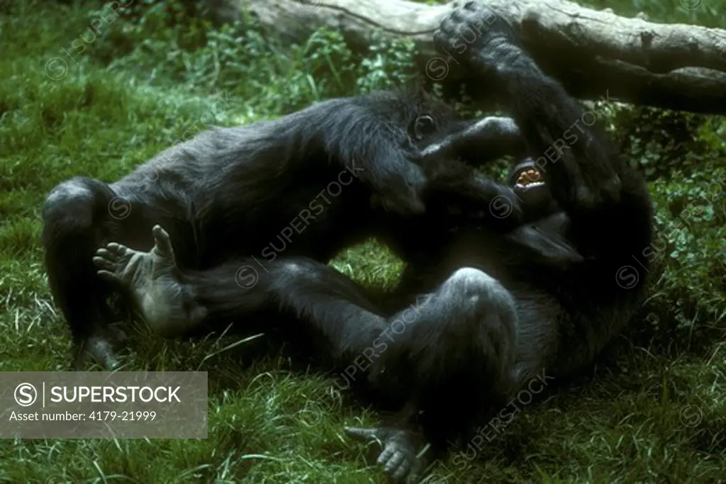 Young lowland Gorillas wrestling - (Gorilla g. gorilla) West Africa