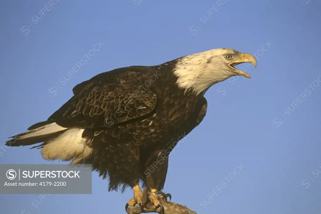 Bald Eagle screaming (Haliaeetus leucocephalus), Homer, AK