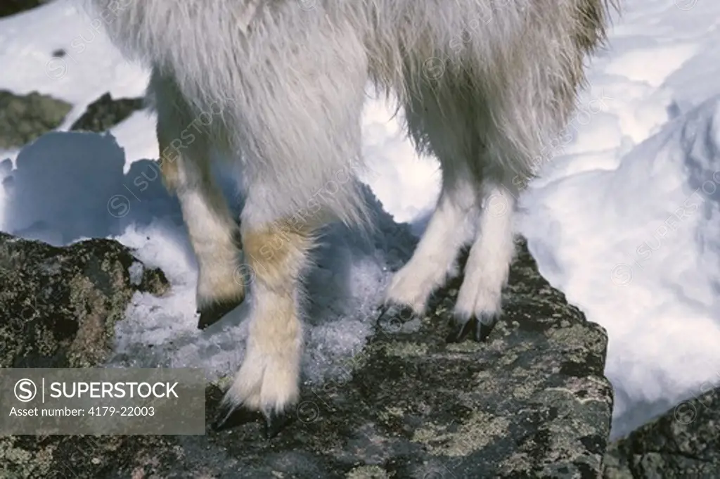 Rocky Mountain Goat (Oreamnos americanus), Hooves