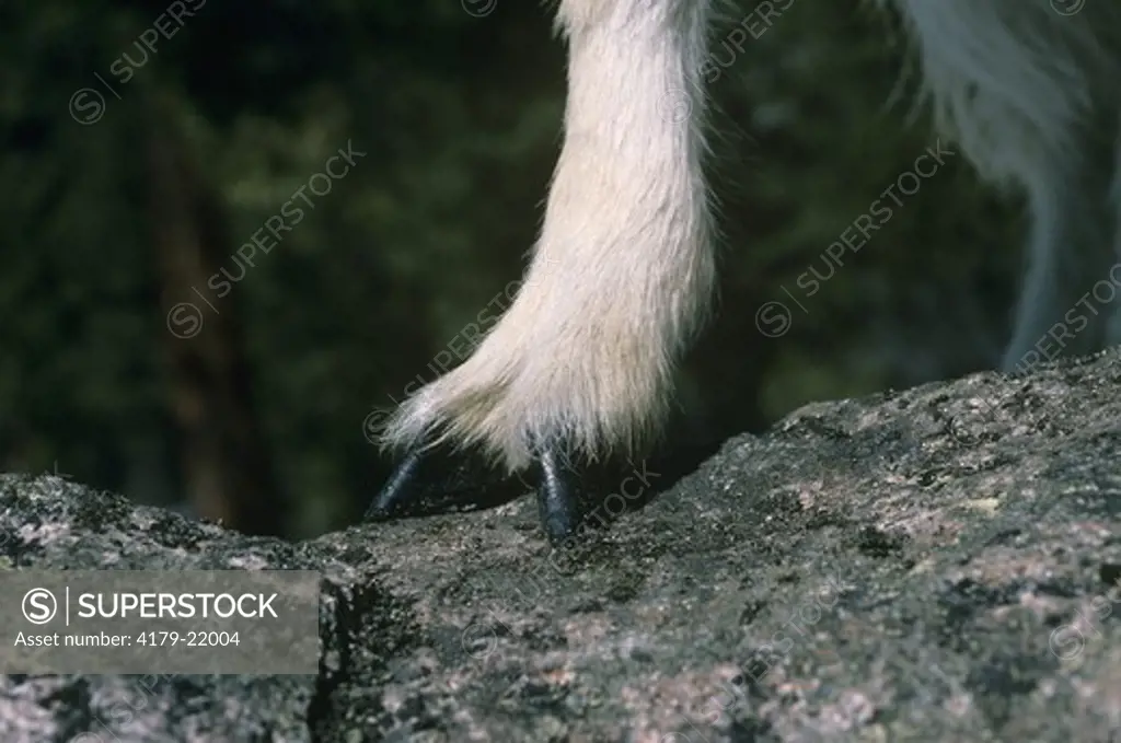 Rocky Mountain Goat (Oreamnos americanus), hoof
