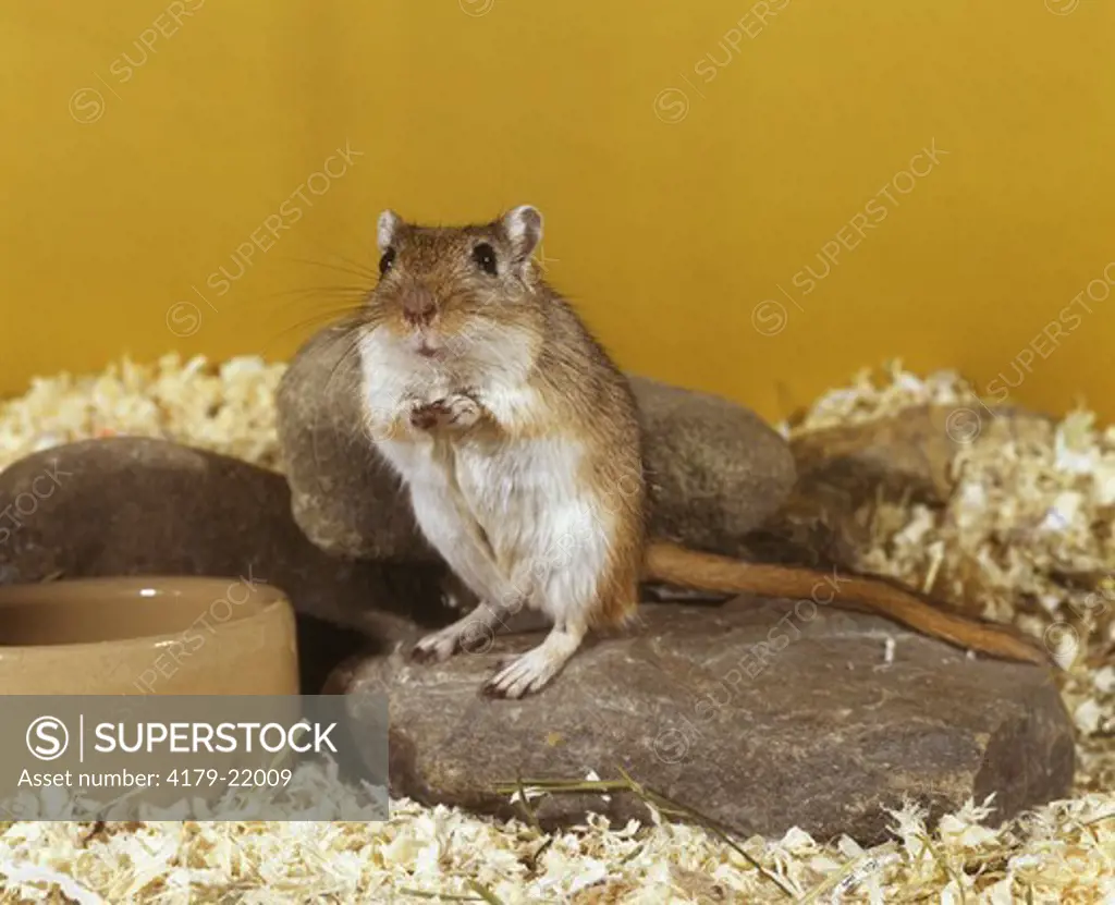 Gerbil (Gerbillus gerbillus) as a pet, aka Egyptian desert mouse