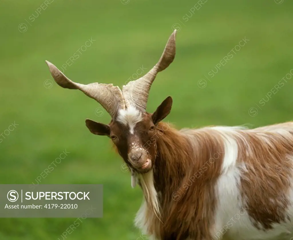 Girgentana or Agrigento Goat (Capra girgentana)  *Rare Breed, Sicily