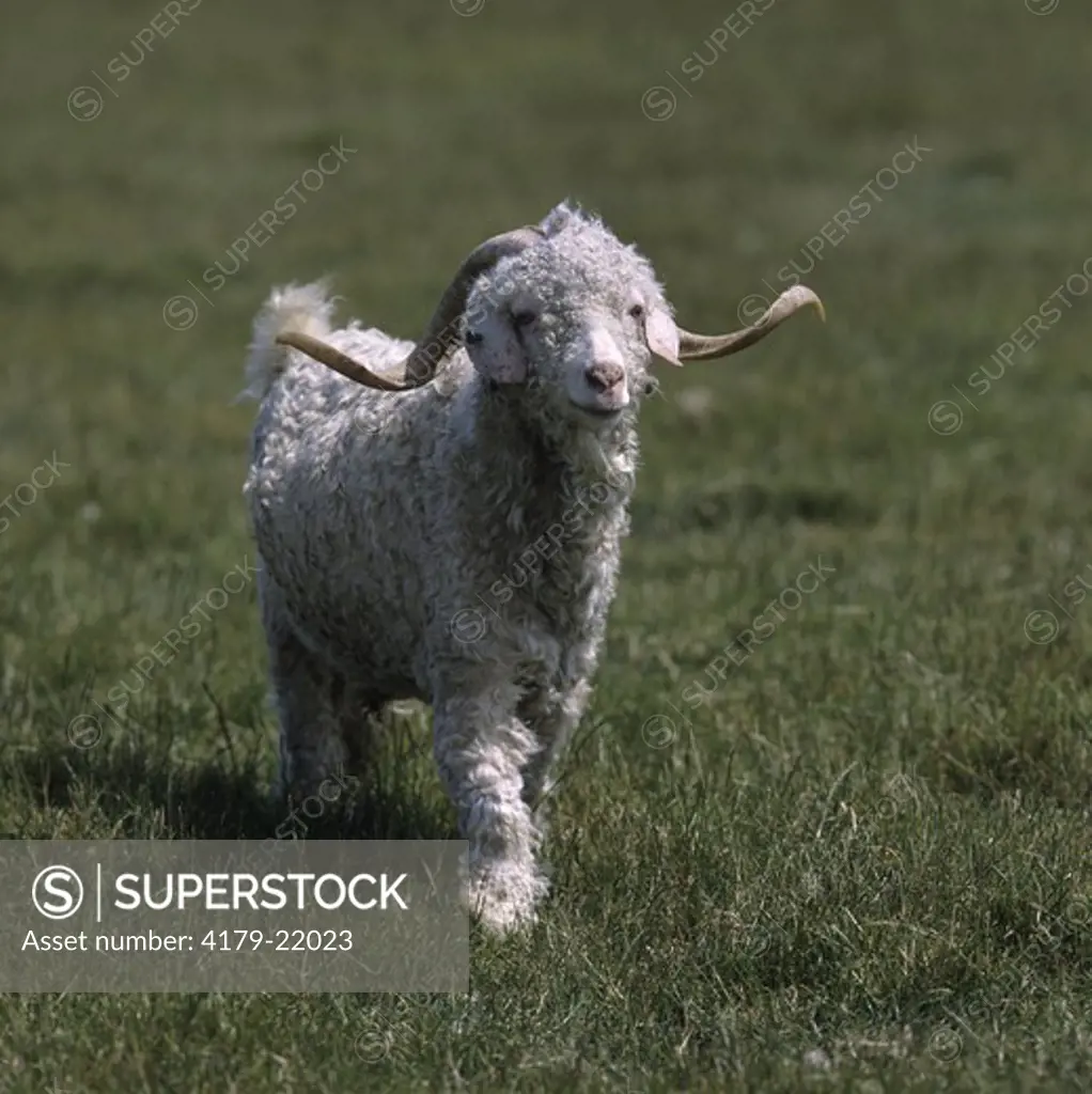 Angora Goat - Rare breed England