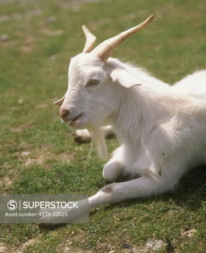 Cashmere Goat, male