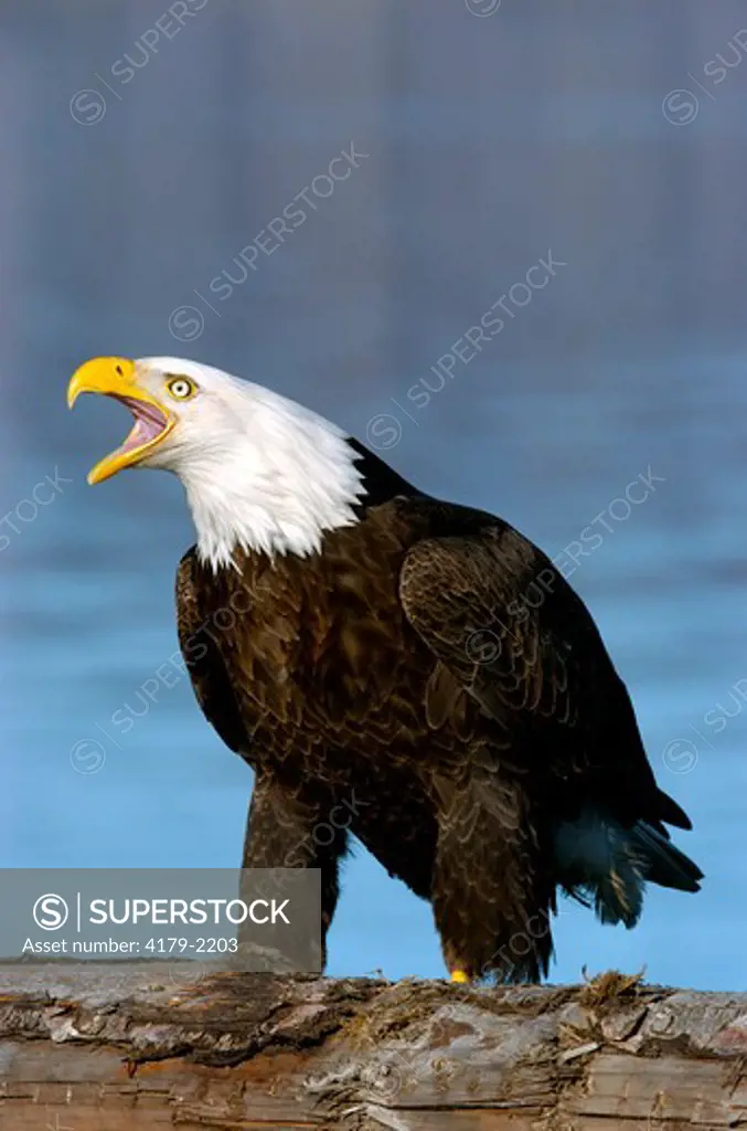 Bald Eagle (Haliaeetus leucocephalus) Vocalizing Homer Alaska