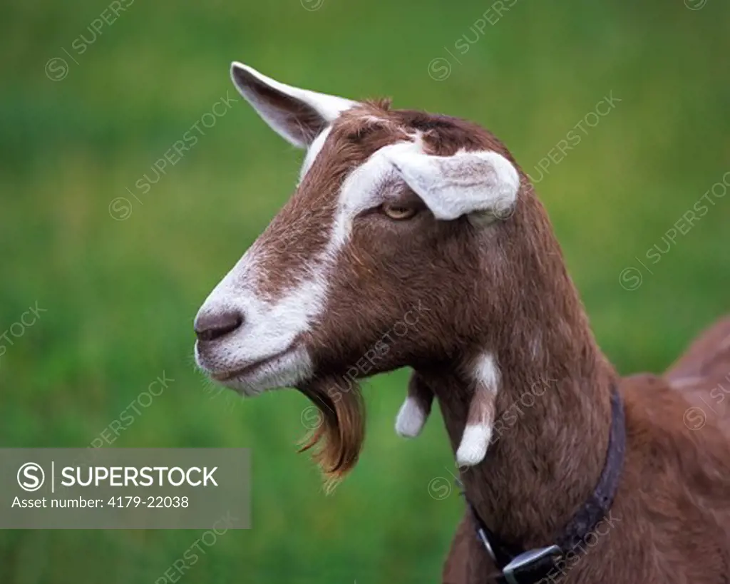 Toggenburg Goat, head Switzerland