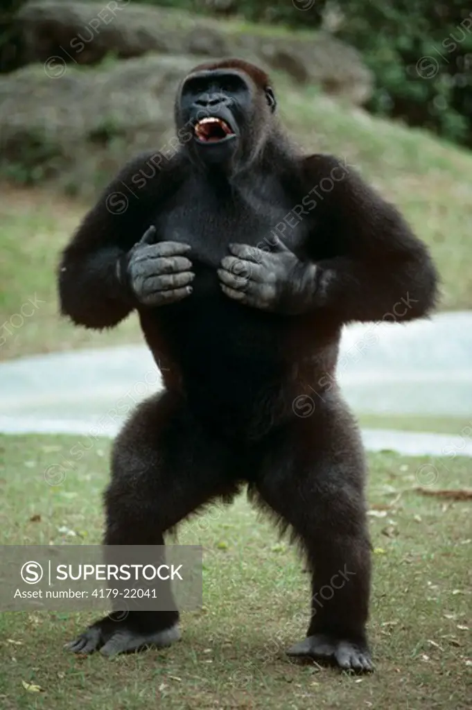Juvenile Male Gorilla Beats Chest (Gorilla gorilla) Display Behavior, Miami Zoo