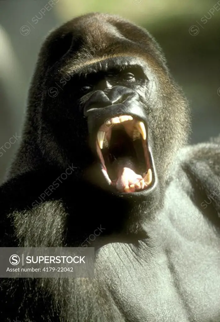 Gorilla Display (Gorilla gorilla) West-Cent Africa (Miami Zoo)