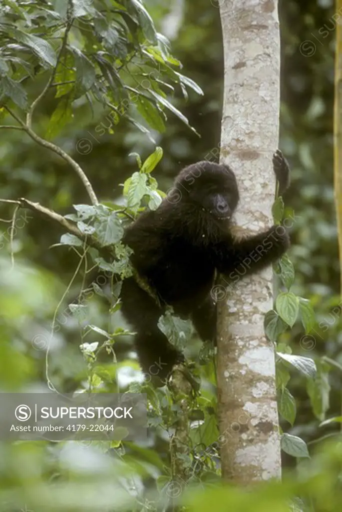Mt Gorilla (Gorilla gorilla beringei) Bwindi Forest Uganda