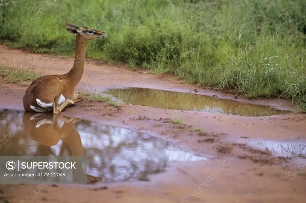 Gerenuk (Litooranius walleri), Samburu G.R., Kenya