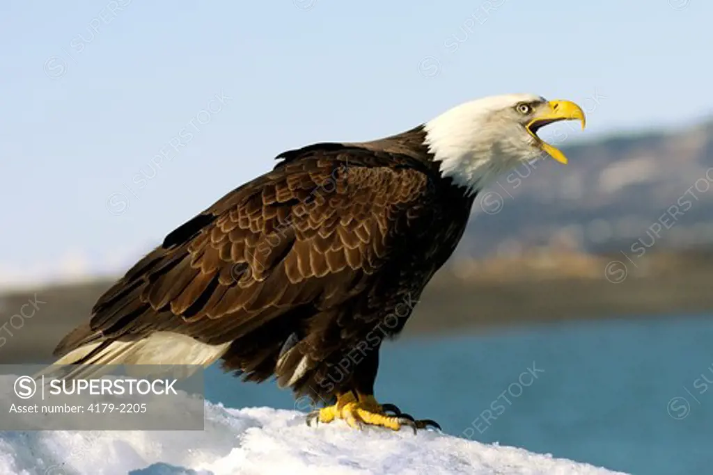 Bald Eagle (Haliaeetus leucocephalus) Vocalizing from a snowy ridge Homer Alaska