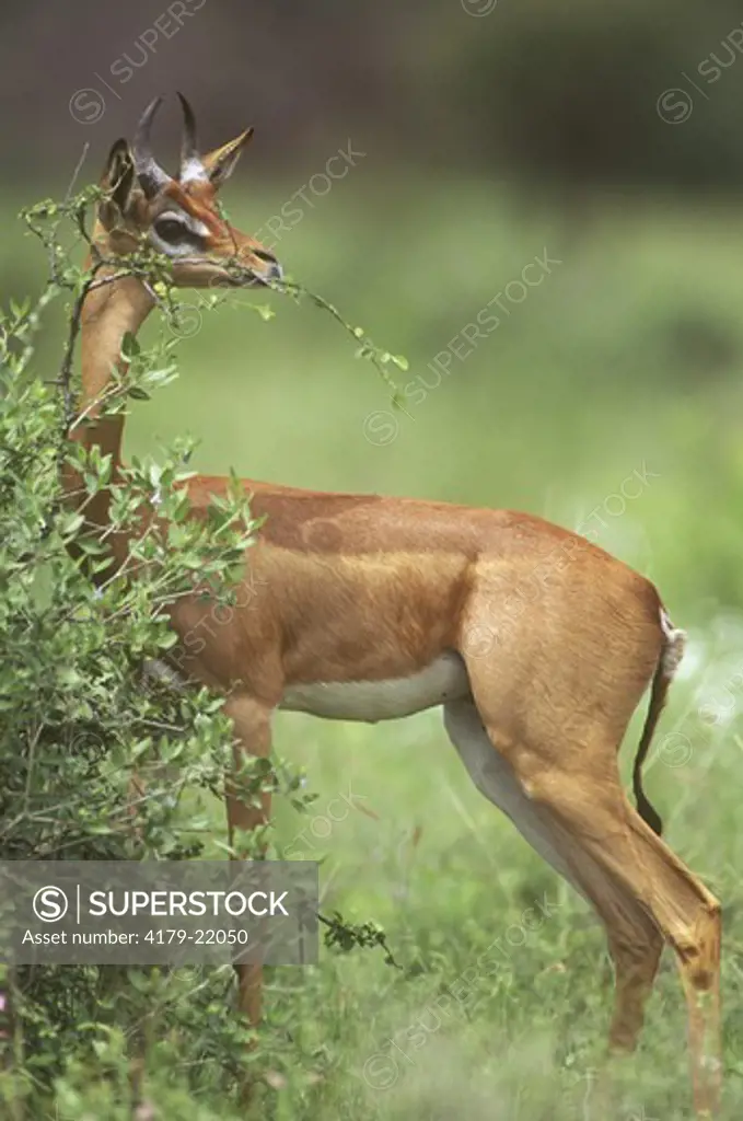 Gerenuk Doe (Litocranius walleri), Samburu G.R., Kenya