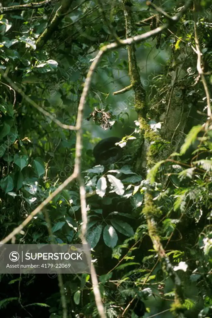 Juvenile Mountain Gorilla hidden in Foliage, Bwindi N.P., Uganda