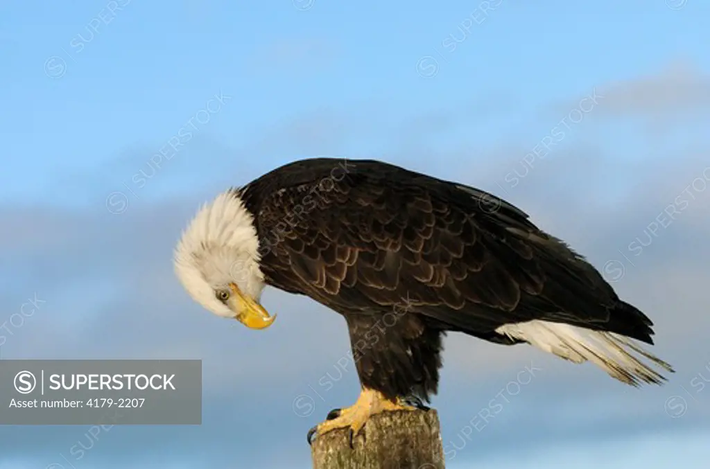 Bald Eagle (Haliaeetus leucocephalus) Perched on post checking his feet. Homer Alaska