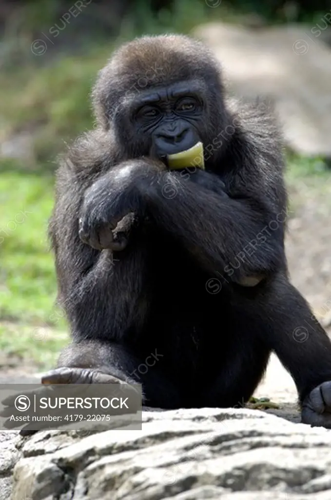 Western Lowland Gorilla (Gorilla gorilla gorilla) Eating stalk, feeding time at the zoo, Sydney Taronga Zoo, Sydney, New South Wales, Australia, Outdoor enclosure, group of about 12  Note: Young gorilla, 3-years old.  Native to tropical forests of central