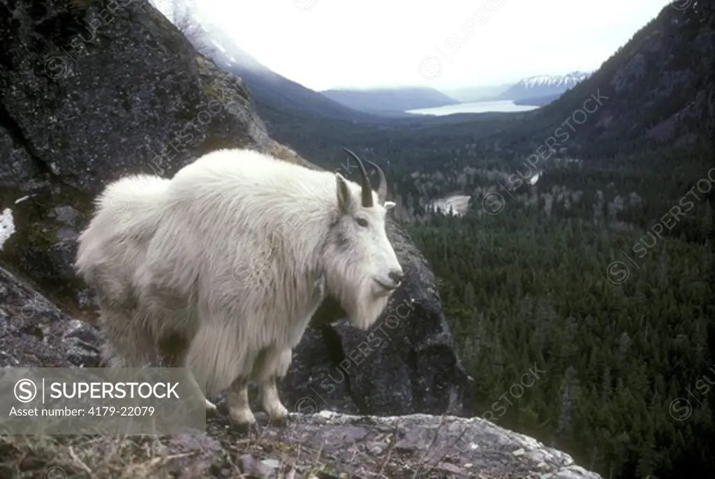 Mountain Goat (Oreamus americanus) Glacier NP