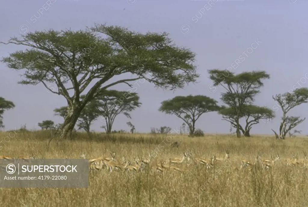 Thomson's Gazelle Herd in Grass - Serengeti Natl Park - Tanzania (Gazella thomsonii)