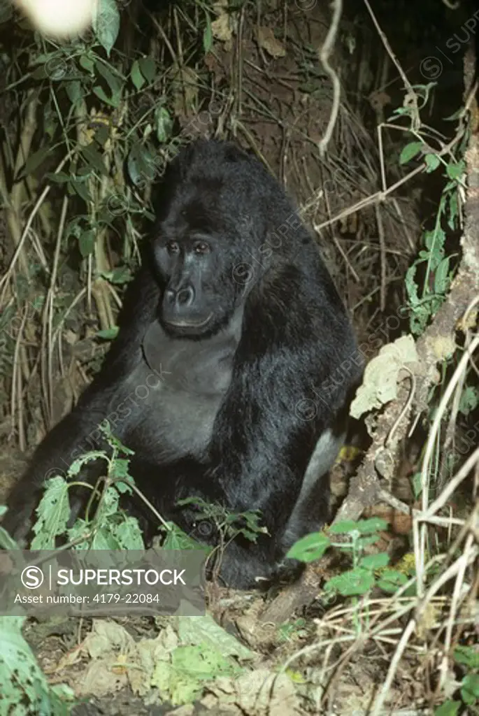 Eastern Lowland Gorilla (Gorilla gorilla graueri) Kahuzi-Biega NP, Zaire