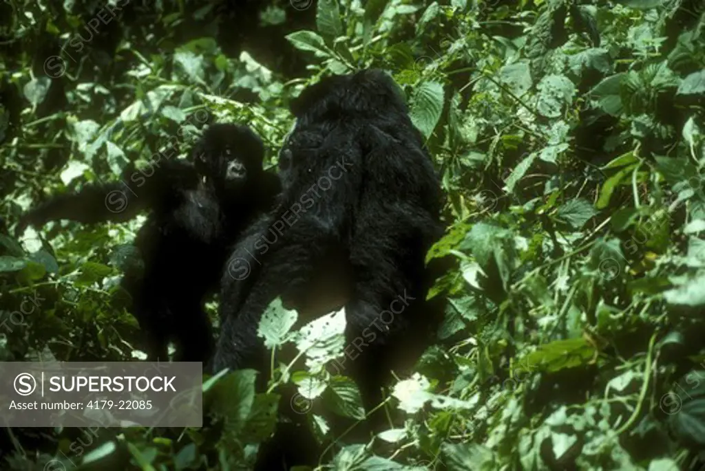 Mountain Gorilla w/baby (Gorilla gorilla beringei) Virunga NP, Zaire