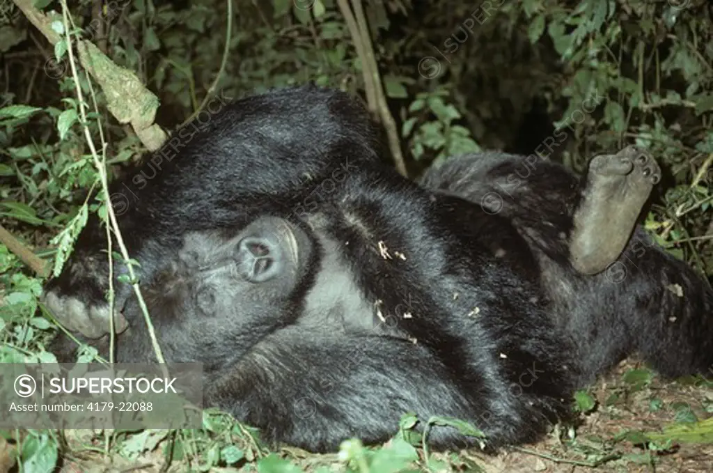 Eastern Lowland Gorilla (Gorilla g graueri), male silverback Naninja, Zaire