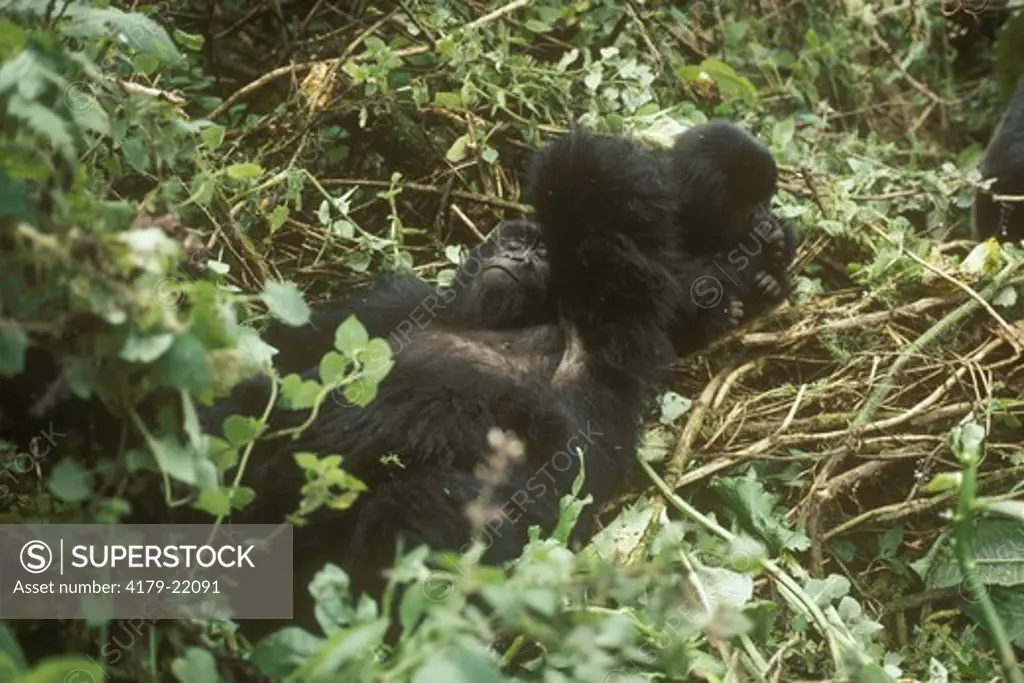 Mountain Gorilla Mom & Baby (Gorilla g. beringei) Sousa Group, Volcanoes NP, Rwanda