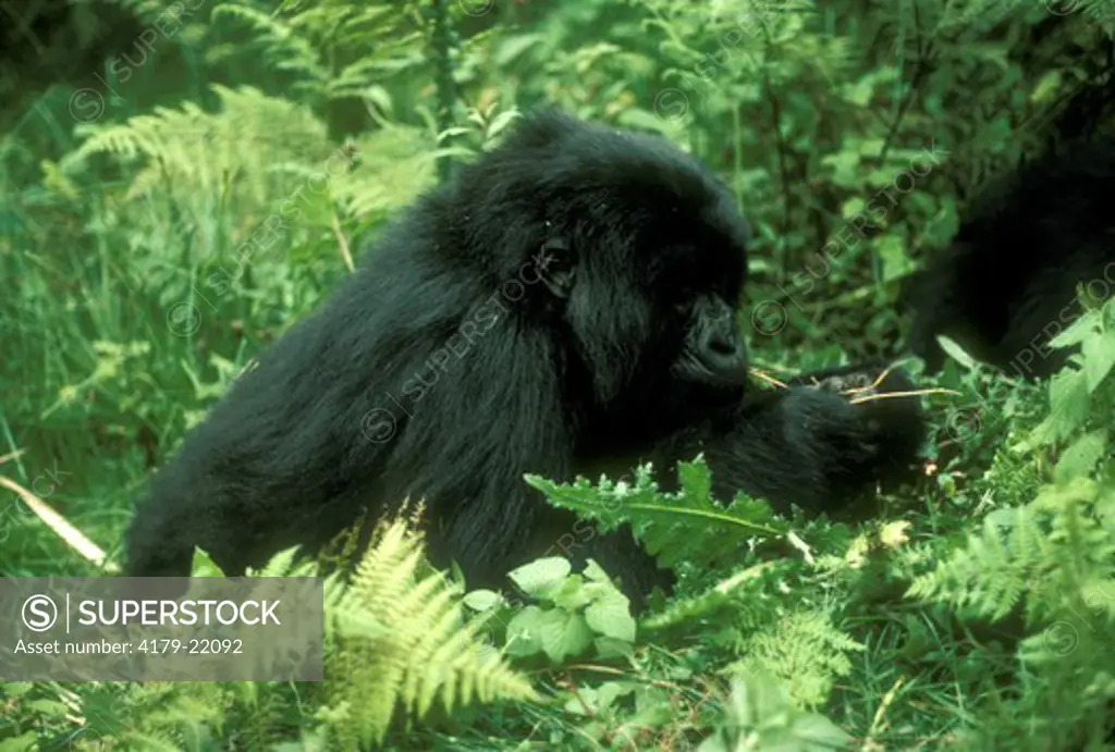 Mountain Gorilla Eating Thistle Roots, Volcanoes NP, Rwanda (Gorilla gorilla beringei)'
