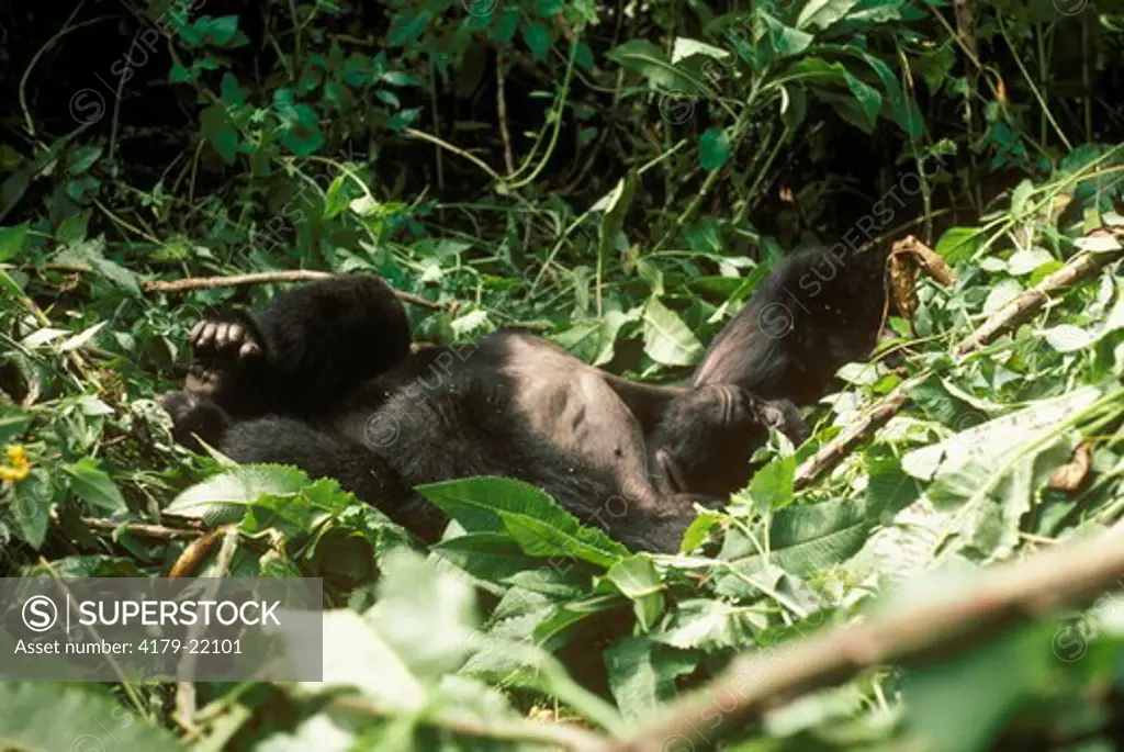 Mountain Gorilla (Gorilla g beringei) male silverback resting in nest. Rwanda