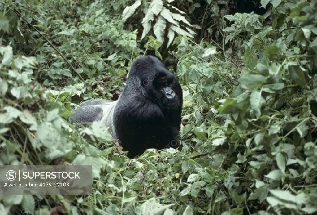 Mountain Gorilla silverback male (Gorilla g. beringei) Virunga NP, Zaire Bukima Gr.
