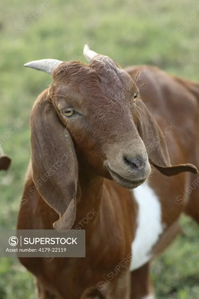 Boer goat doe (not purebreds) Bushnell, FL