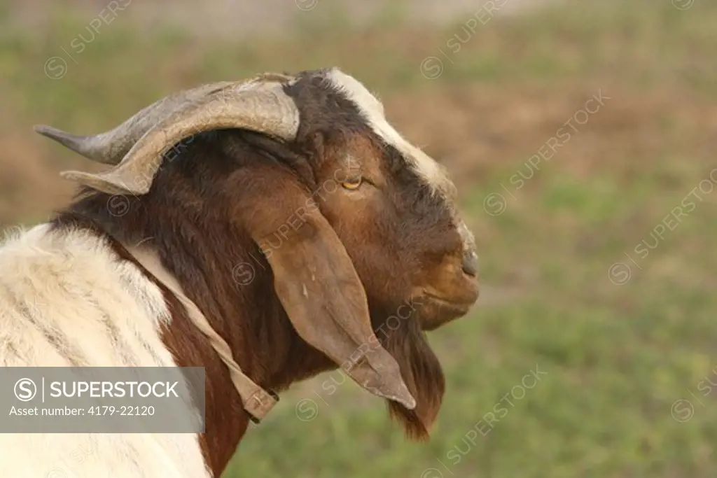 Boer goat buck (pure bred) Bushnell, FL