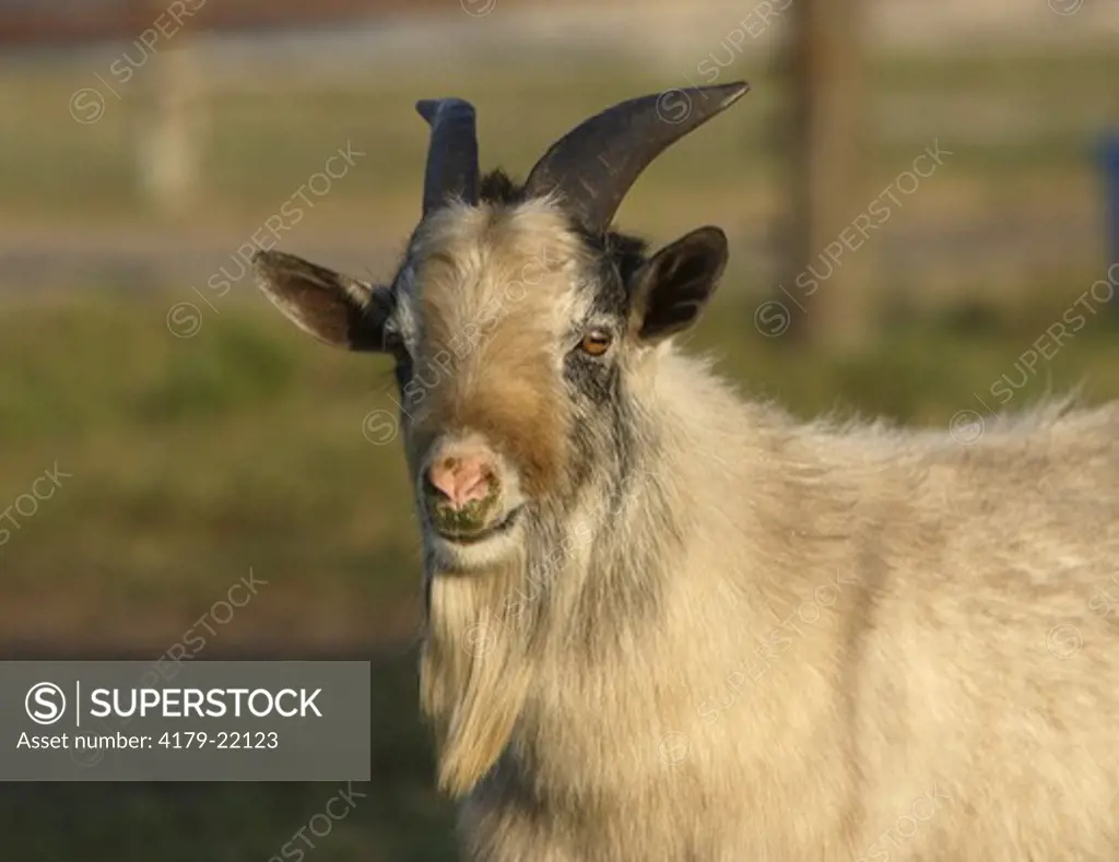 Pygmy billy goat  Bushnell, FL